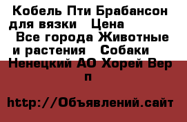 Кобель Пти Брабансон для вязки › Цена ­ 30 000 - Все города Животные и растения » Собаки   . Ненецкий АО,Хорей-Вер п.